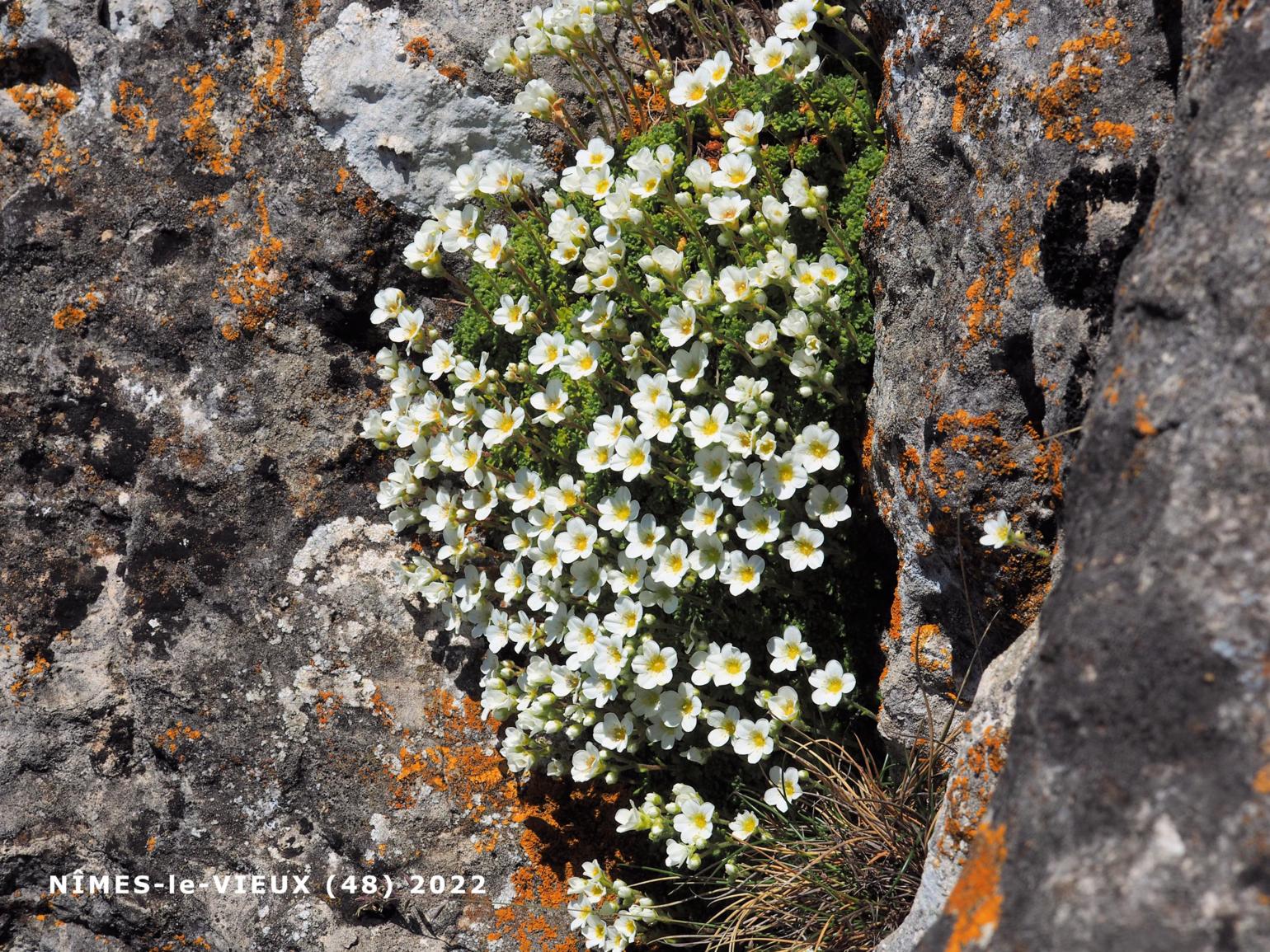 Saxifrage of the Cévennes